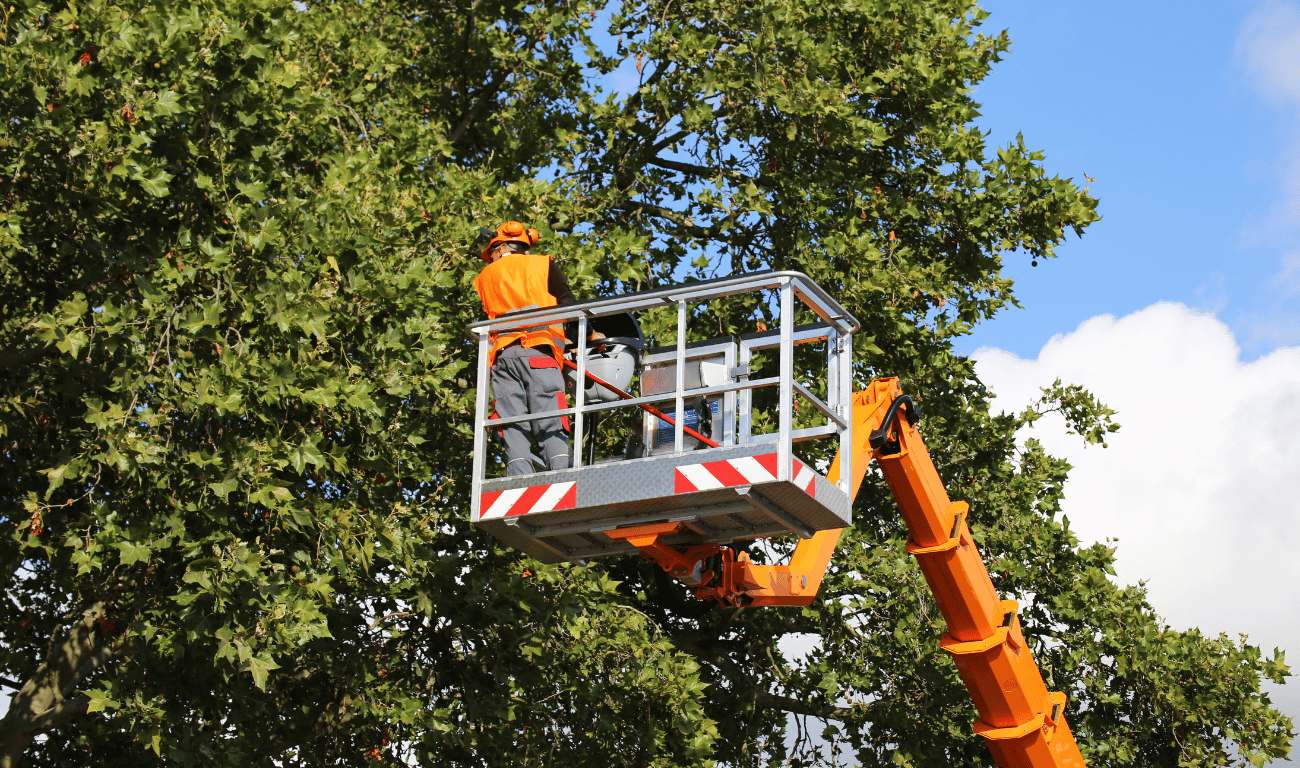 Tree Care Work